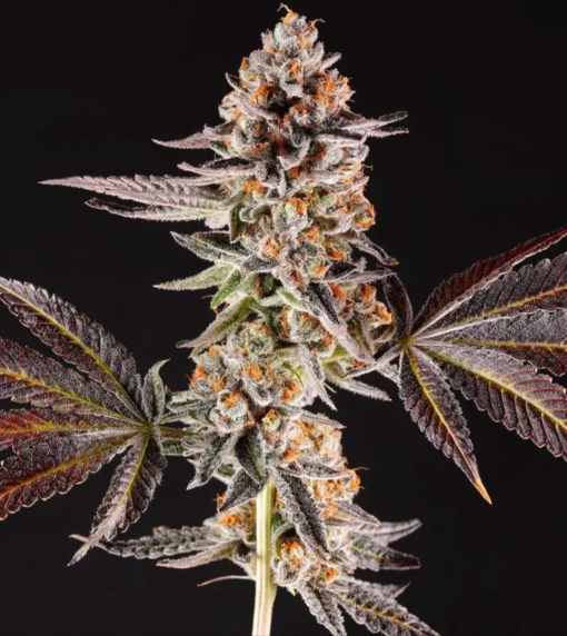 la bomba by compound genetics seeds