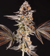 la-bomba-compound-genetics-feminized-seeds