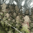 la-bomba-compound-genetics-feminized-seeds