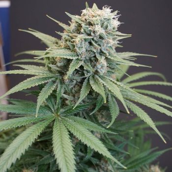 LeMello Female Weed Seeds by Karma Genetics