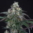 lemon-curd-weed-seed-perfect-tree-seeds