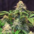 lemon-larry-cannabis-seed-original-dampkring-genetics