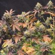 lemon-larry-cannabis-seed-original-dampkring-genetics