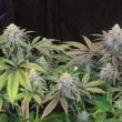 lemon-larry-cannabis-seed-original-dampkring-genetics
