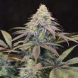 lemon-larry-cannabis-seed-original-dampkring-genetics