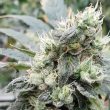 lemonade-auto-weed-seed-paradise-seeds