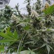 lemonade-auto-weed-seed-paradise-seeds