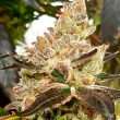 lemonaid_sherbert