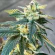lethal-protector-regular-weed-cannabis-seeds-dark-horse-genetics