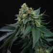 lime-ozz-weed-seed-perfect-tree-seeds