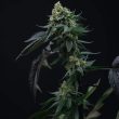 lime-ozz-weed-seed-perfect-tree-seeds