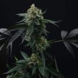 lime-ozz-weed-seed-perfect-tree-seeds