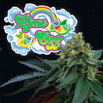Lime OZZ Feminized Cannabis Seeds by Perfect Tree