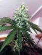 banger-glue—little-chief-collabs