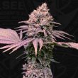 london-mint-cake-weed-seeds-th-seeds