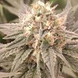 london-velvet-cake-female-weeds-conscious-genetics