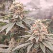 london-velvet-cake-female-weeds-conscious-genetics