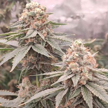 London Velvet Cake Female Weed Seeds by Conscious Genetics
