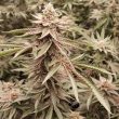 london-velvet-cake-female-weeds-conscious-genetics