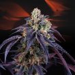 loukoum-weed-seed-perfect-tree