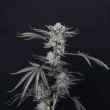 luxar-dos-compound-genetics-feminized-weed-seeds