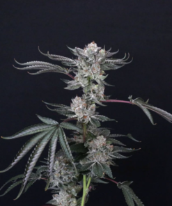 compound genetics luxar-dos seeds