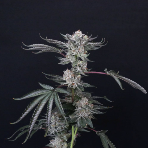 compound genetics luxar-dos seeds