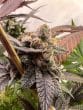 luxar-dos-compound-genetics-feminized-weed-seeds