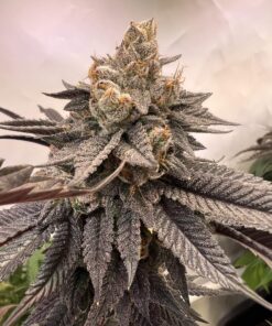 compound genetics luxar-dos seeds