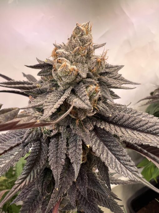 compound genetics luxar-dos seeds