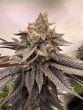 luxar-dos-compound-genetics-feminized-weed-seeds