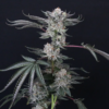 luxar-dos by compound genetics seeds