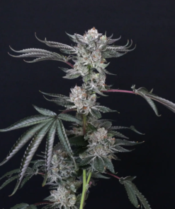 luxar-dos by compound genetics seeds