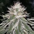 mac-11-cannabis-seeds-pheno-finder-seeds