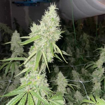 Mac N Cheese Female Cannabis Seeds By The Original Big Buddha Family Farms