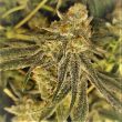 mac-n-cheese-cannabis-seeds-strains-the-big-buddha-family-farms