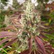 mang-lassi-female-cannabis-seeds