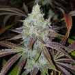 mang-lassi-female-cannabis-seeds