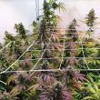mang-lassi-female-cannabis-seeds