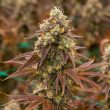 Marshmallow OG Feminized – Compound Genetics