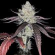 Marshmallow OG Feminized – Compound Genetics