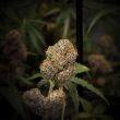 Marshmallow OG Feminized – Compound Genetics