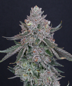 marshmallow og by compound genetics seeds