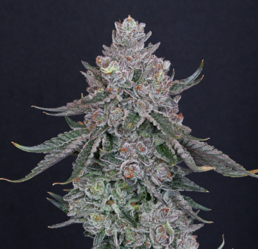 marshmallow og by compound genetics seeds