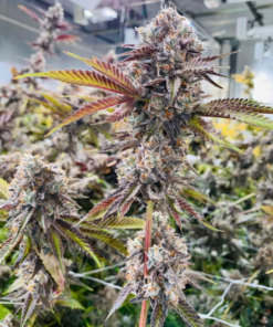 compound genetics marshmallow og seeds