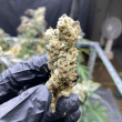 Marshmallow OG Feminized – Compound Genetics