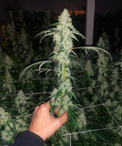 compound genetics marshmallow og seeds