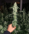 Marshmallow OG Feminized – Compound Genetics