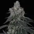 Marshmallow OG Feminized – Compound Genetics