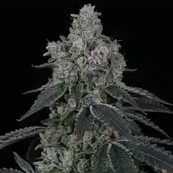 Marshmallow OG Feminized by Compound Genetics